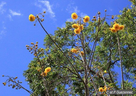 Cochlospermum vitifolium du Jardin de Beauvallon