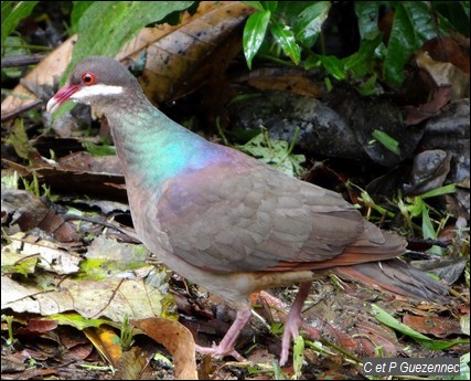 Colombe à croissants,  Geotrygon mystacea