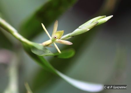  Epidendrum ramosum