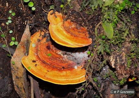 Champignons sur le tronc d'un arbre