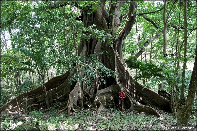 Arbre de l'Année 2017 Guadeloupe : Ficus nymphaeifolia