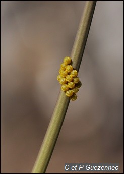 Les oeufs sur une tige A. trilobata.