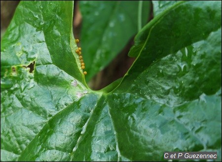 Les oeufs sur une feuille d'A. rugosa.