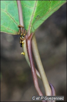 Eclosion des oeufs sur une tige d'A.trilobata