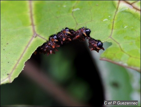 Les chenilles sont grégaires au premiers stades. Elles dévorent en même temps