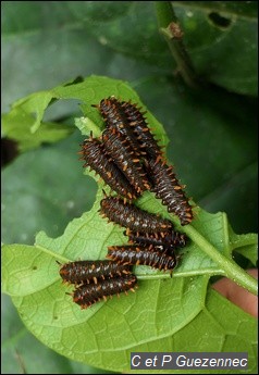 Sur une feuille d'A. sprucei.