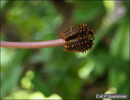 Les chenilles dévorent en même temps une tige d'A. trilobata.