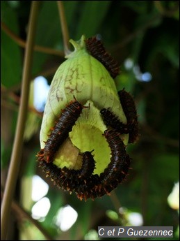 les chenilles dévorent ensemble une fleur d'A. trilobata.