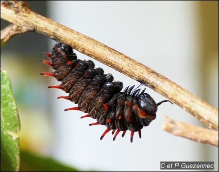 La chenille en cours de transformation en chrysalide