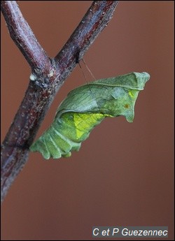 La chrysalide du papillon Battus polydamas neodamas