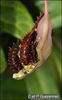 Trois chenilles sur un fruit A. trilobata