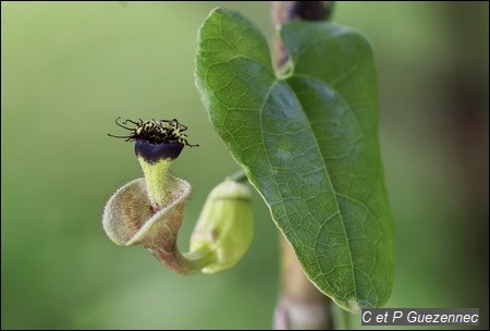 Fleur d'Aristolochia rugosa