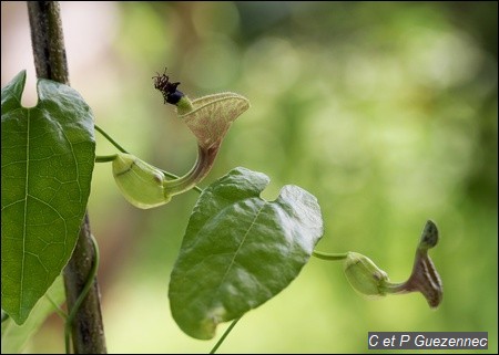 Fleurs d'Aristolochia rugosa