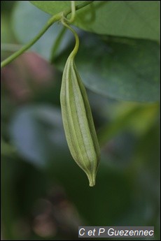 Capsule d'Aristolochia rugosa