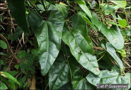 Feuilles d'Aristolochia rugosa