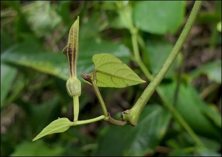 Fleur d'Aristolochia sprucei en bouton