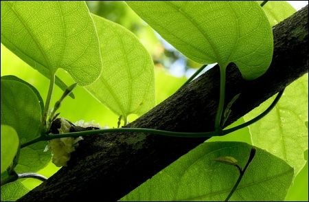 4 boutons de fleur d'Aristolochia sprucei