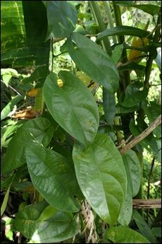 Feuilles tendres sur une nouvelle tige d'Aristolochia sprucei