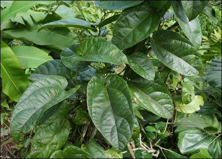 Feuilles d'Aristolochia sprucei