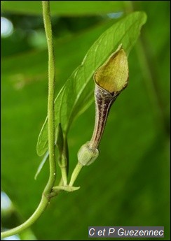 Fleur d'Aristolochia sprucei