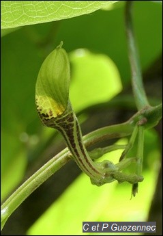 Fleur d'Aristolochia sprucei