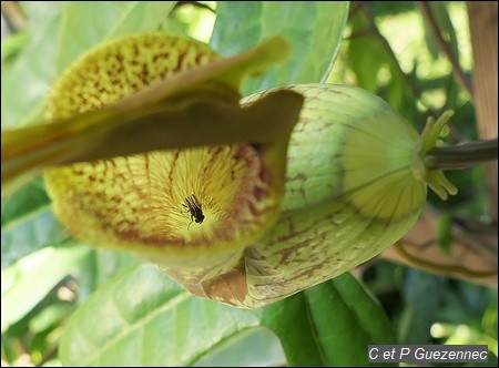 Mouche emprisonnée dans la fleur