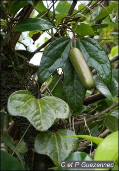 Capsule de l'Aristolochia trilobata