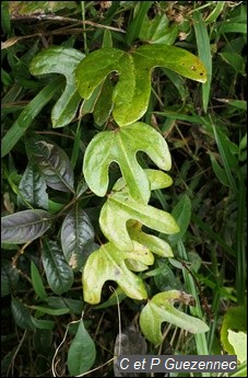 Feuilles trilobées de l' Aristolochia trilobata