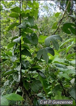 Cohabitation Aristolochia sprucei avec Aristolochia trilobata