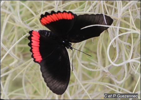 Papillon Nymphale de l'Ortie, Biblis hyperia