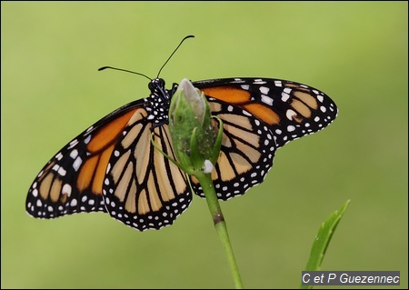 Papillon Monarque, Danaus plexippus tobagi