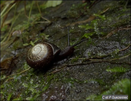 Escargot  Pleurodonte sp.