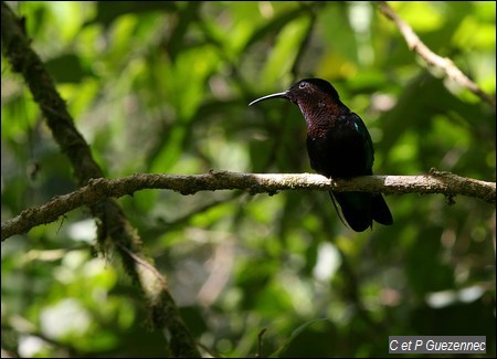 Colibri Madère, Eulampis jugularis