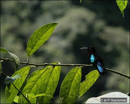 Colibri Madère, Eulampis jugularis 