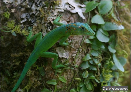 Anolis