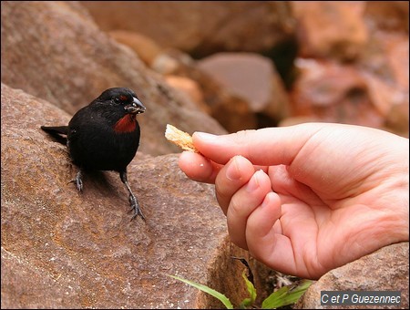 Sporophile Rougegorge, Loxigilla noctis