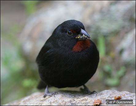 Sporophile Rougegorge, Loxigilla noctis