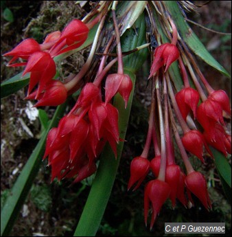 Maxillaria coccinea