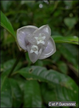 Graine bleue. Psychotria urbaniana