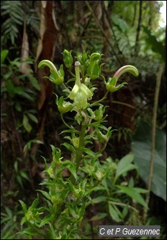 Lobelia guadeloupensis