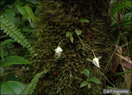 Utricularia alpina