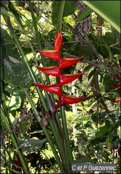 Balisier. Heliconia bihai.