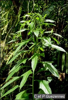  Herbe à pique, Neurolaena lobata.