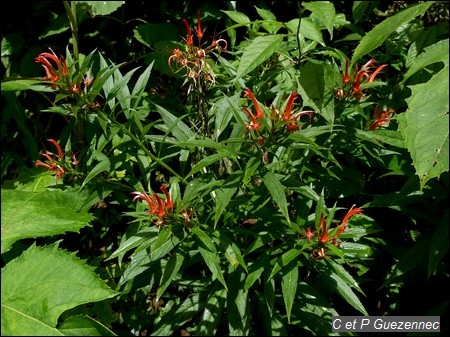  herbe poison, Lobelia persicifolia.