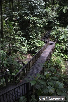 Pont sur le Grand Carbet