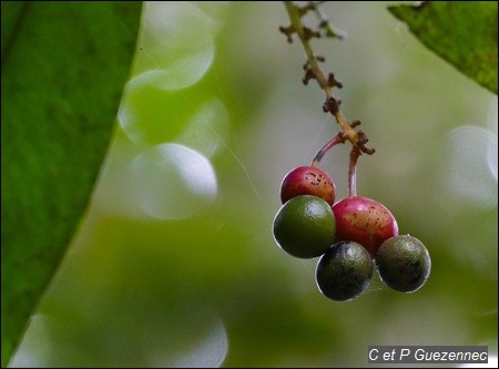 Ouratea guildingii avec fruits