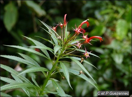 Herbe poison, espèce endémique de Guadeloupe, Lobelia persicifolia