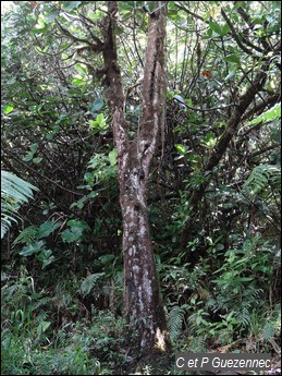 Marbri Bois Bandé, Richeria grandis