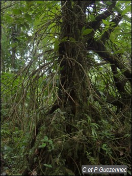 Palétuvier jaune, Symphonia globulifera