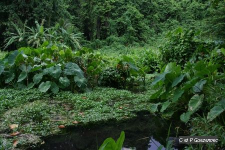 Végétation luxuriante derrière l'anse des Galets